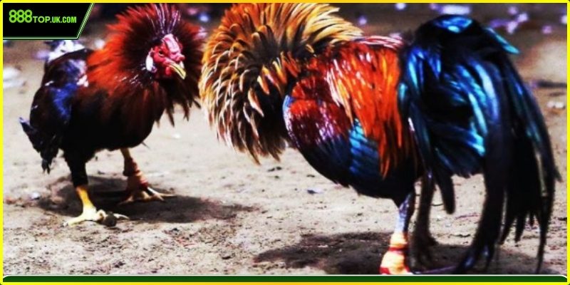 Các kèo cược đá gà phổ biến