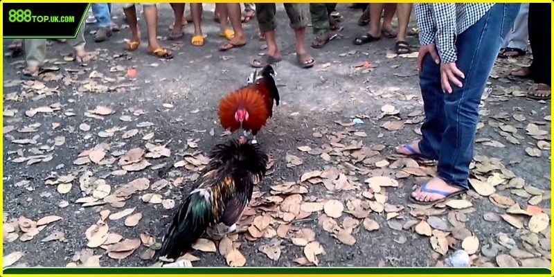 Các trận đấu đá gà với sàn thi đấu, bảng tỷ lệ thắng