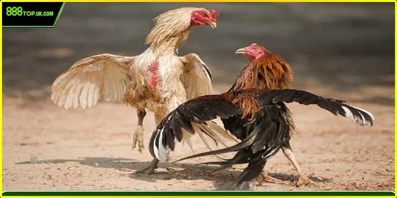 Chiến kê đá gà cựa dao uy dũng