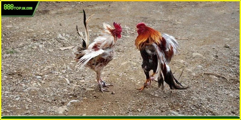 Giao diện xem đá gà sắc nét