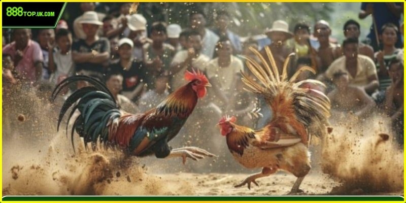 Sảnh đá gà casino HD độc quyền