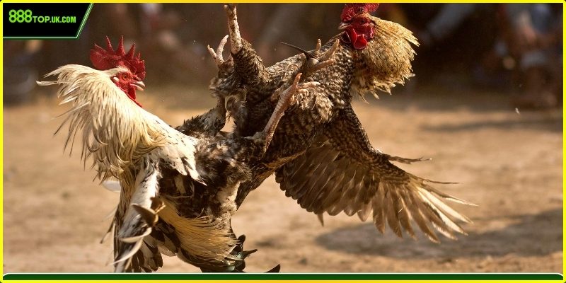 Soi vảy gà chiến chuyên nghiệp