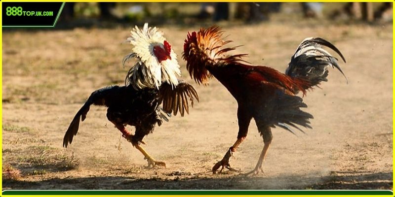 Thống kê lịch sử cược trực quan