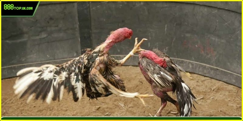 Tính năng thể hiện tỷ lệ thắng, thông số chiến kê