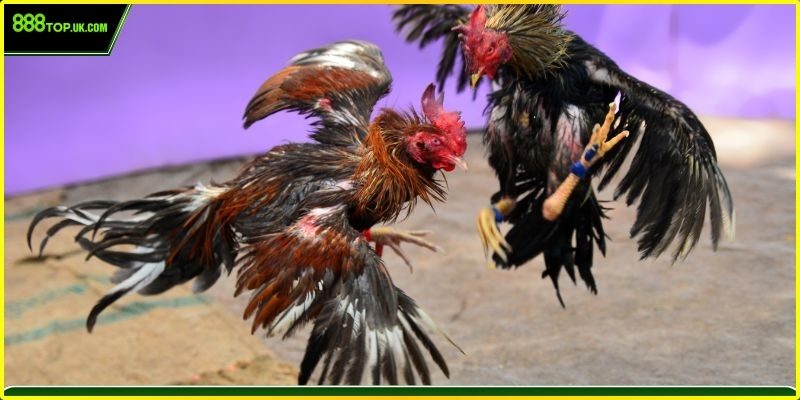 Trường đá gà Campuchia