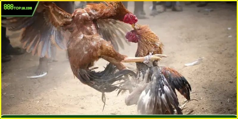 Xem đá gà Thomo trên di động